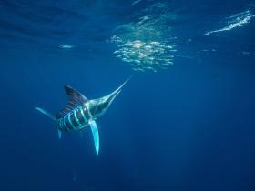 Gestreifter Marlin (Kajikia audax) jagt Fischschwarm